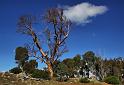 tree snagging clouds